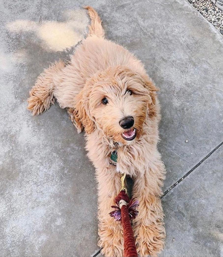 ROPE LEASH - MYSTICAL FAIRYTALE